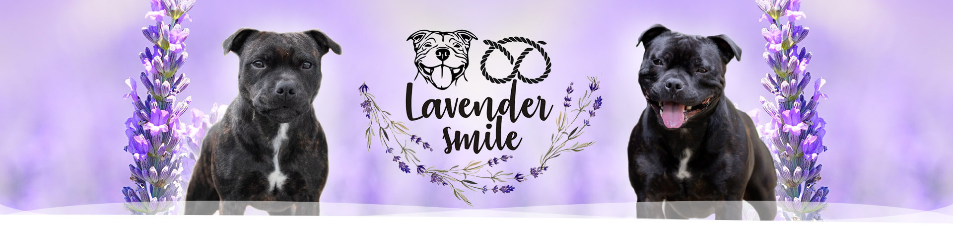 Lavender Smile