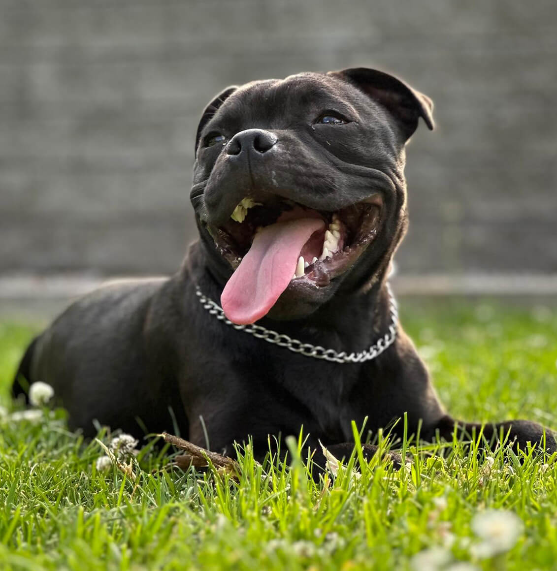 Ola Fleur De Lavande Drobeczech