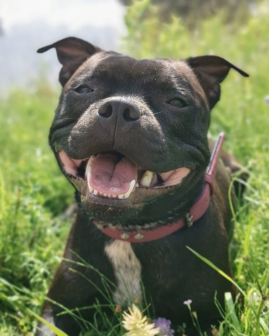 Vrh A v chovatelské stanici Lavender Smile